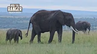 Elephants On A Misty Morning | Maasai Mara Safari | Zebra Plains