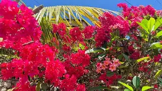 Relax for 3 minutes - beautiful tropical flowers, healing music for soul