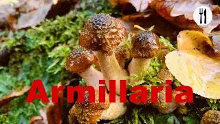 Armillaria ostoyae, wild Mushroom Search, edible wild mushrooms