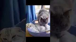 si oyen lagi pijat urut +18 plus plus