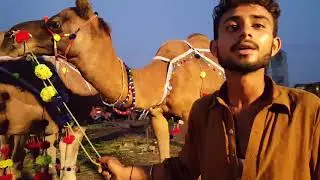 Kiya Saggiyan Mandi Lahore men Camels Mehngay Ya Sasstay?
