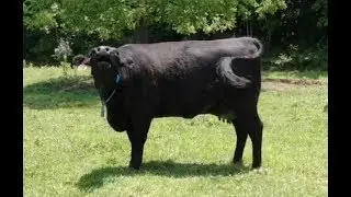 It's getting HOT 🥵 Brookhill Angus!