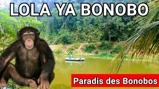 LOLA YA BONOBO Tour & Visite du sanctuaire &agrave; Kinshasa #kinshasamaps