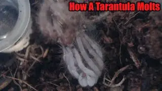 Tarantula Sling Molting Time lapse