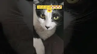 #cat namo pahli bar man bani hai fir bhi feeding kara rahi hai bacchon ko