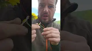 #Korbbl&uuml;tler #wildpflanzen #natur #outdoor #garten #campingmitherz #bushcraft #wald #survival
