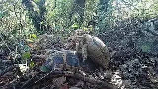 Tortoise Mating Rituals in the Wild | Greek Tortoises of Mount Meron