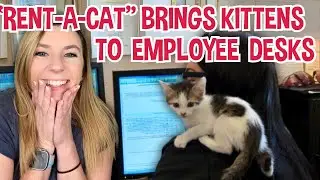 Office has cat 