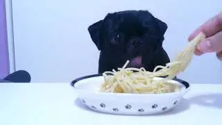 Eating Pasta With Chucky The Pug (ASMR)