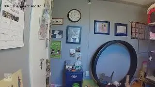 Gray kitten makes white kitten go flying on one fast cat wheel