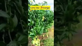White chonsa mango #mangofruit #shortvideo