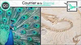 CDLS#120 : Les ailes anciennes ( Paon et Archeopteryx)