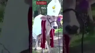 HOLY COW! | #shorts