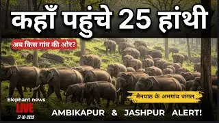 आज रात किस ओर हाथी? देखें ताज़ा अपडेट!”  #ambikapur #sitapurnews #mainpath #jashpurnews