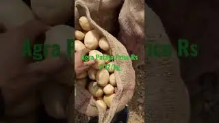Agra Potato Price Rs 7-12/kg