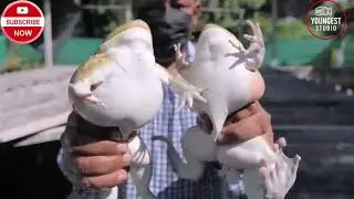 Is FROG Farming in China the NEXT Big Thing #science #futurescenario