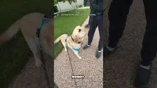 Picking up the dogs for the Party Bus