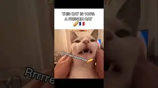 This cat is 100% a french cat..🇫🇷🥖 #cat #trending #cute #viral #memes #meme #catmemes