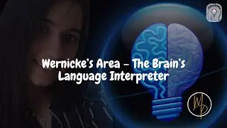 Ep. 22 | Wernicke&rsquo;s Area &ndash; The Brain&rsquo;s Language Interpreter