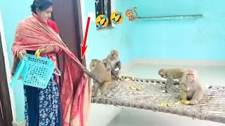 Feeding Bananas To Chiknu And Family Very Very Funny And Awesome Video🤣🤣🐒| Feeding Monkeys