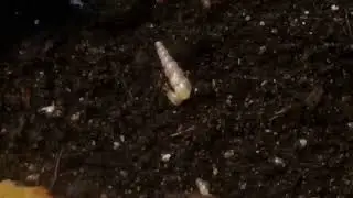 Trompetenschnecke / Subulina octona Haltung