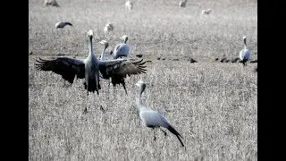 Blue Crane -  Filmed by Greg Morgan