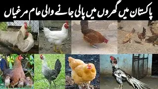 Common Chicken Breeds in Pakistan | Desi Hen | Aseel Hen | Golden Misri | Layer Hen | Broiler Hen