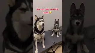 Этот хаски ИДЕАЛЬНО говорит &laquo;нет&raquo; 😱