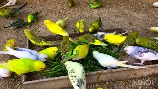 Beautiful Budgies video | Budgies eating green food videos