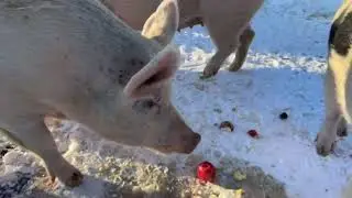 Arthurs Acres Animal Sanctuary is live!