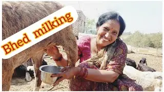 sheep milking