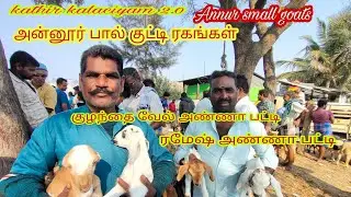 அன்னூர் பால் குட்டி ரகங்கள் மற்றும் விலை விவரம் குழந்தைவேல் அண்ணா மற்றும் ரமேஷ் அண்ணன் பட்டி