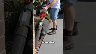 Do you hate raking leaves? This may be for you. Stihl SHA56 Shredder Vac/ Blower
