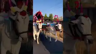 Basavanna beautiful video