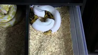 C Serpents Rack System