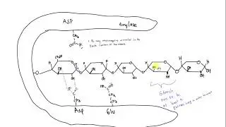 Basic Amylase mechanism