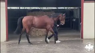 * SOLD FOR &pound;1000 * - '23 Australia (GB) ex Soriya (FR) - HORSE IN TRAINING