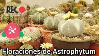 Floraciones de Astrophytum, fertilización e información. 🐢🙂🌵