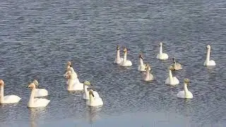 Whooper Swans - Craigluscar East - Fife - 01/01/2026