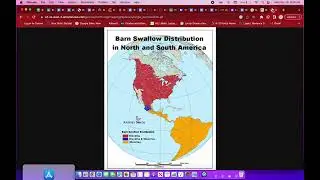 Barn Swallow Migration Madness