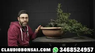 COME IMPOSTARE UN LECCIO BONSAI