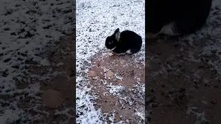 My 🐇 living their best life