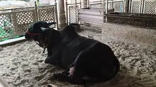 #kamdhenu #cow  shrutjaintemple  #gaumata #shankeshwar #Gujrat.