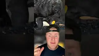 The TRUTH Behind SEALS 😭