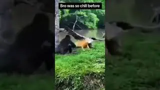 Monkey fights with lizard 🤣 #animal #animals  #animalplanet