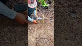 #survive #bambootrap #simpletrap #survival #trapping