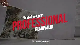 🚨 Black Mold Menace: How to Protect Your Home & Health 🏡🛡️