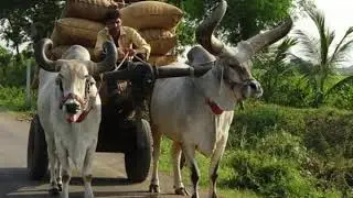 Zebu Facts  Interesting Facts about Zebu  Facts about Zebu