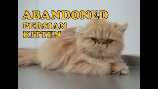 Спасение персидского котенка, выброшенного на улицу.