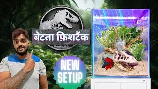 Betta Fish Planted Aquarium | Low Tech Aquascape Set Up (हिंदी)